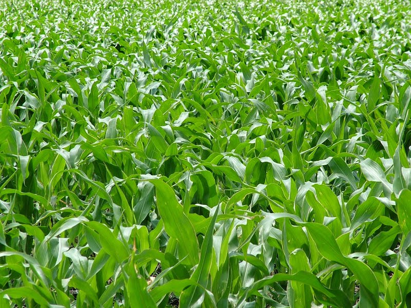 biofuel-bioethanol-production