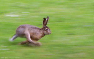 North Yorkshire hare's tracked in Hull biofuel project ‎