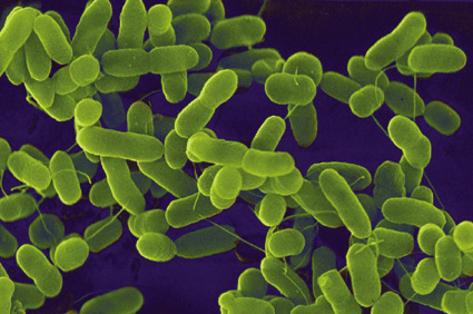 Ecoli into Biofuel