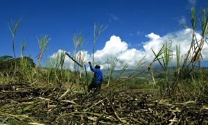 Biofuel land grab