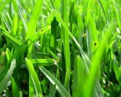 Grass cuttings to be turned into Biofuel
