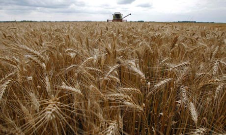 Biofuel from wheat