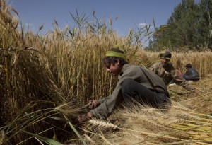 Afghan biofuel