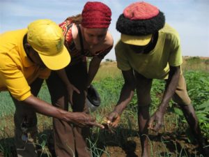 Ghana biofuel development