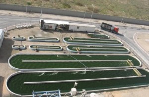 Algae open pond