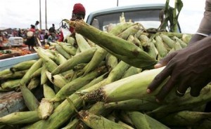 S.Africa to look at maize for biofuels