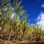 Biofuel production begins to have impact on Angolan econom