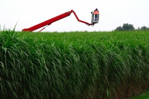 Miscanthus x giganteus