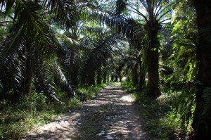 palm-oil-plantation