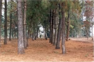 pine-plantation