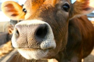 Study finds biodiesel benefits livestock producers