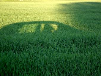 car shadow in field