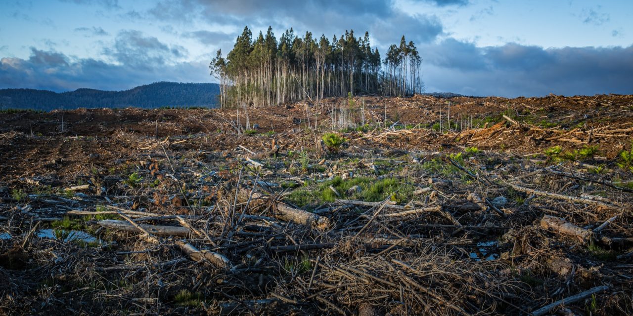 Revolutionizing Energy: How Biofuels Are Powering a Sustainable Future