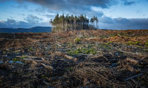 Revolutionizing Energy: How Biofuels Are Powering a Sustainable Future